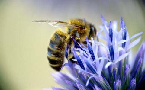 honeybee and flower