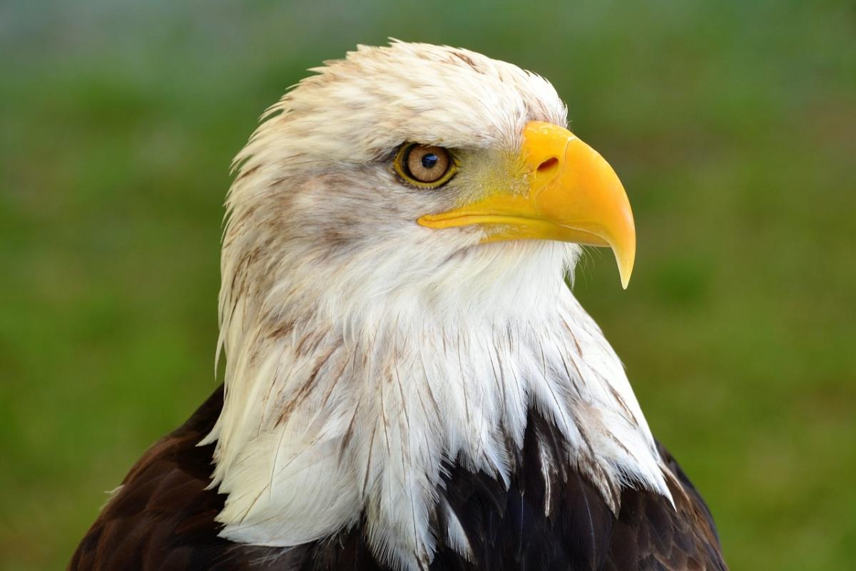 bald eagle